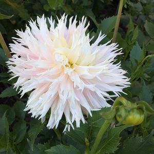 Meet your Posher, Romi